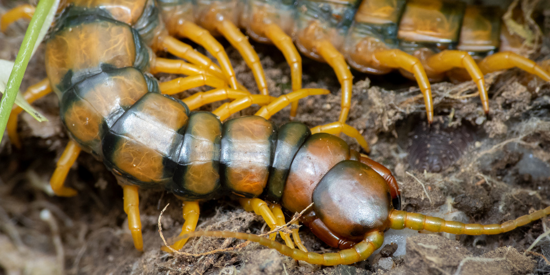Топ-10 самых маленьких сколопендр: названия и фото