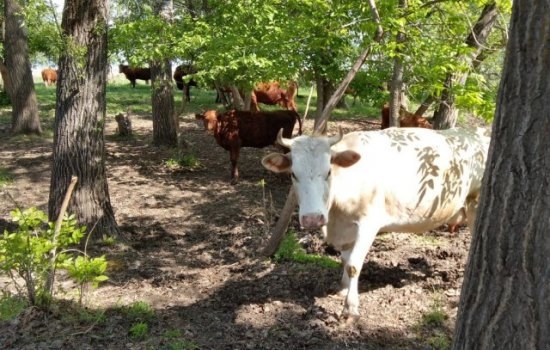    Фото: ИА "Орелград"