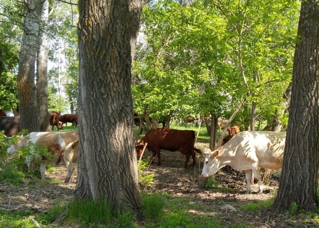    ИА “Орелград”