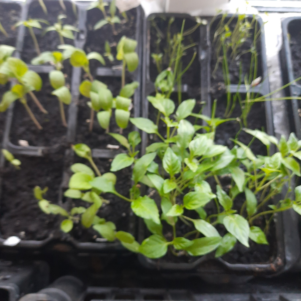 Перцы и баклажаны