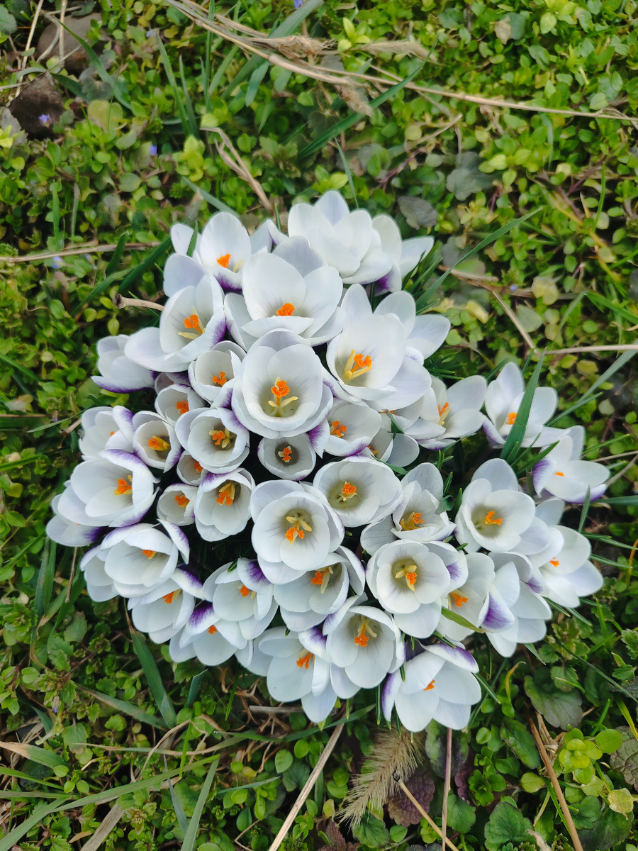 Крокусы бело-фиолетовые