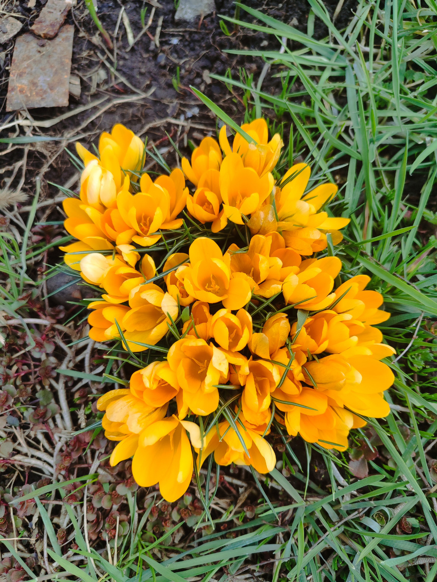 Крокусы ярко-желтые