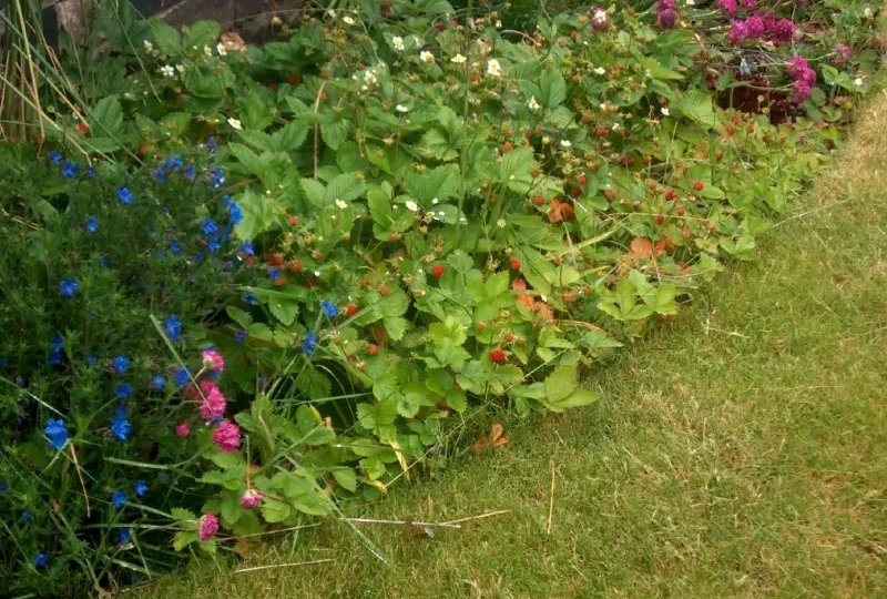 Земклубника: гибрид будущего для вашего сада