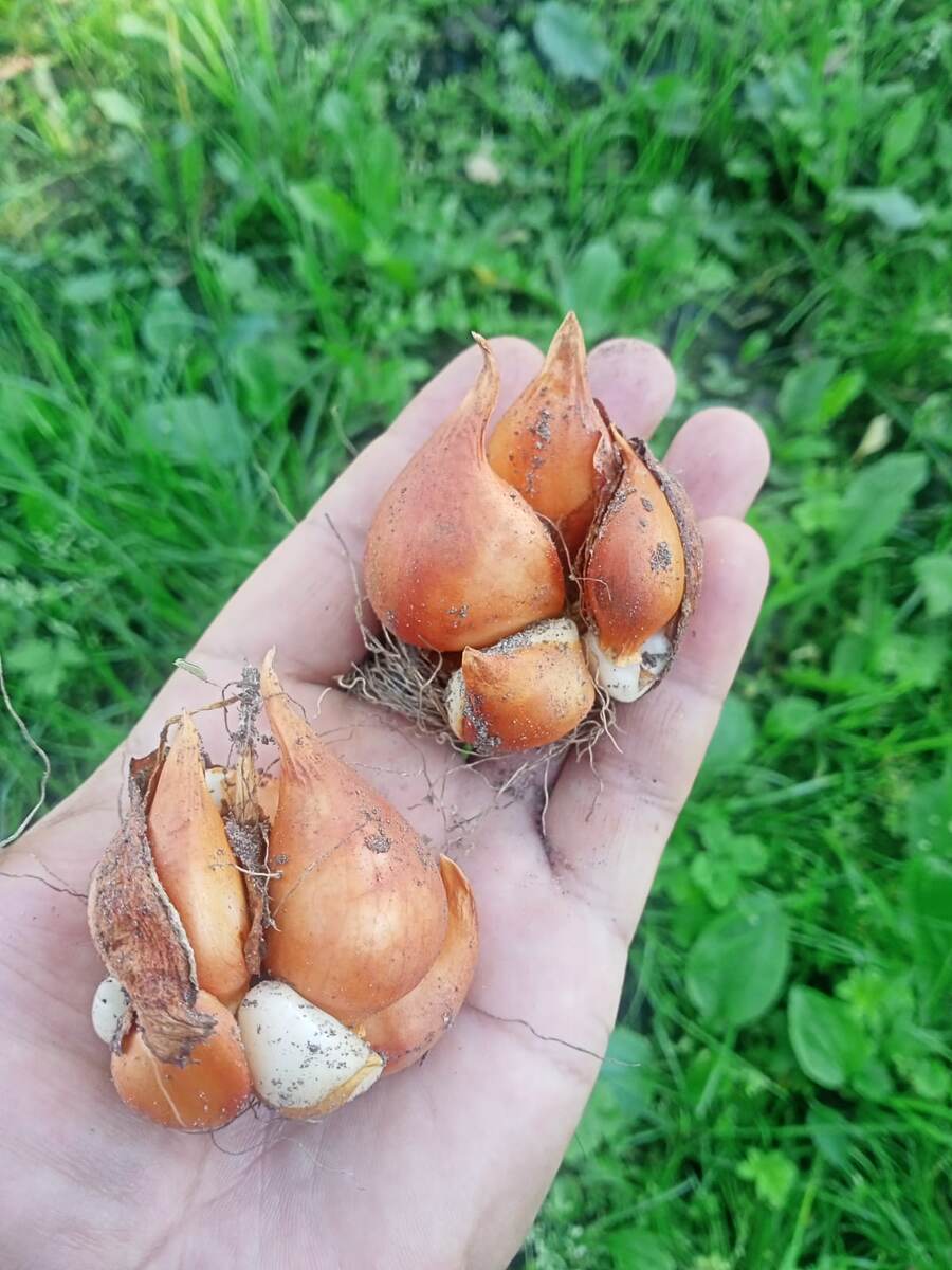 На фото гнездо луковичек тюльпана сорта Квебек. Фото автора