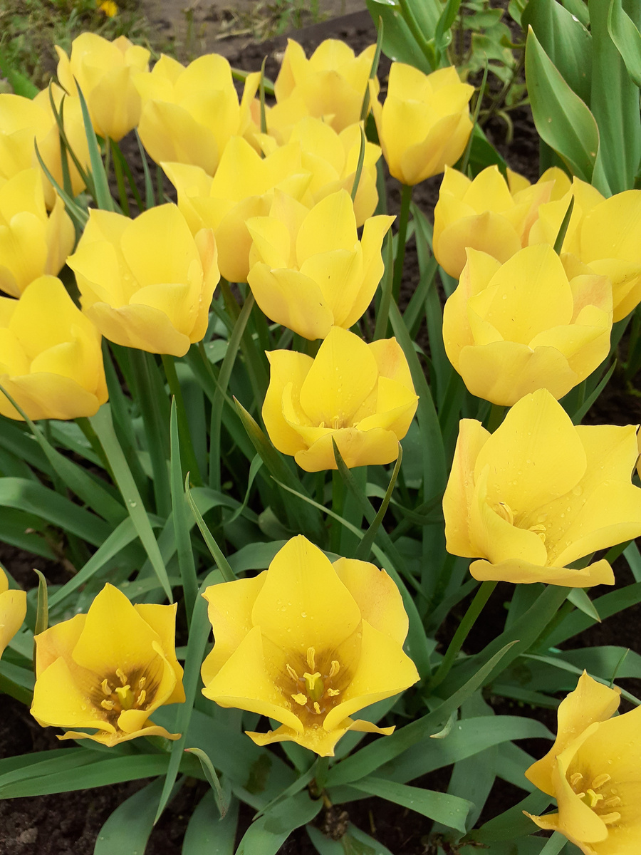 Ботанический тюльпан Брайт Джем ( Bright Gem). Фото автора