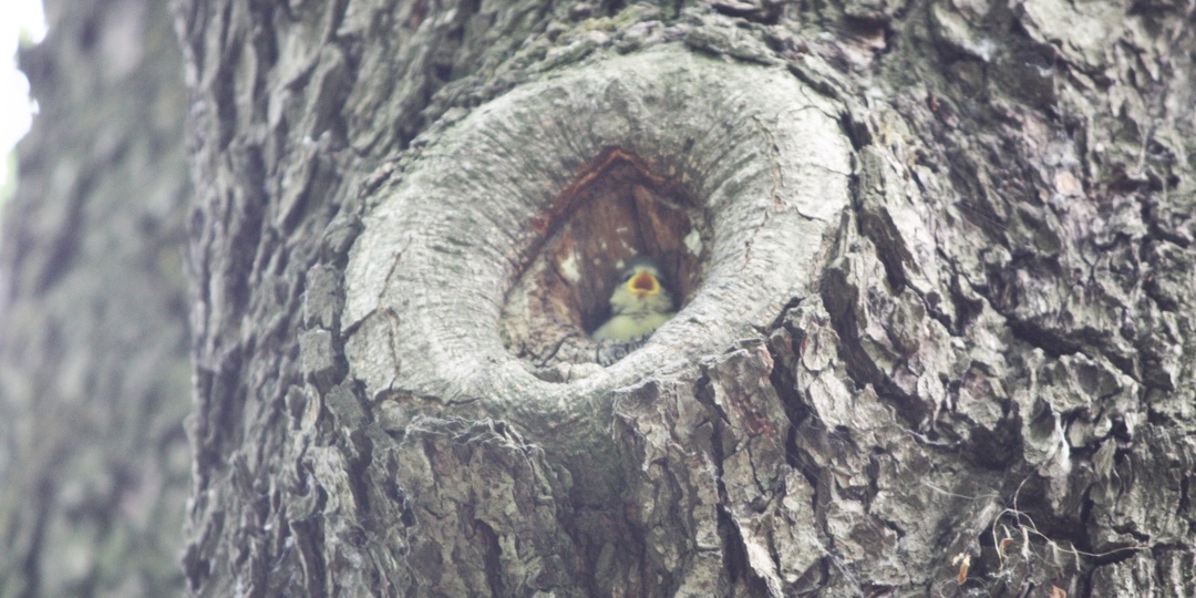 Рубрика "Птичий ляп". Лазоревки у гнезда