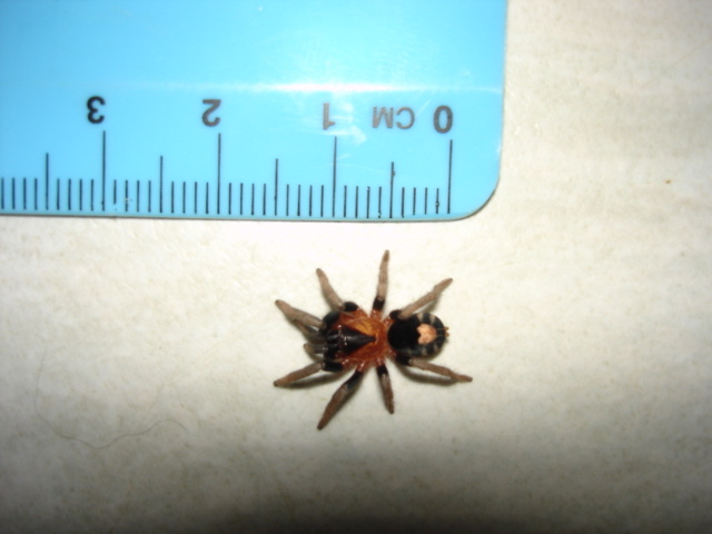 Топ-7 самых маленьких пауков-птицеедов в мире: рейтинг карликовых видов