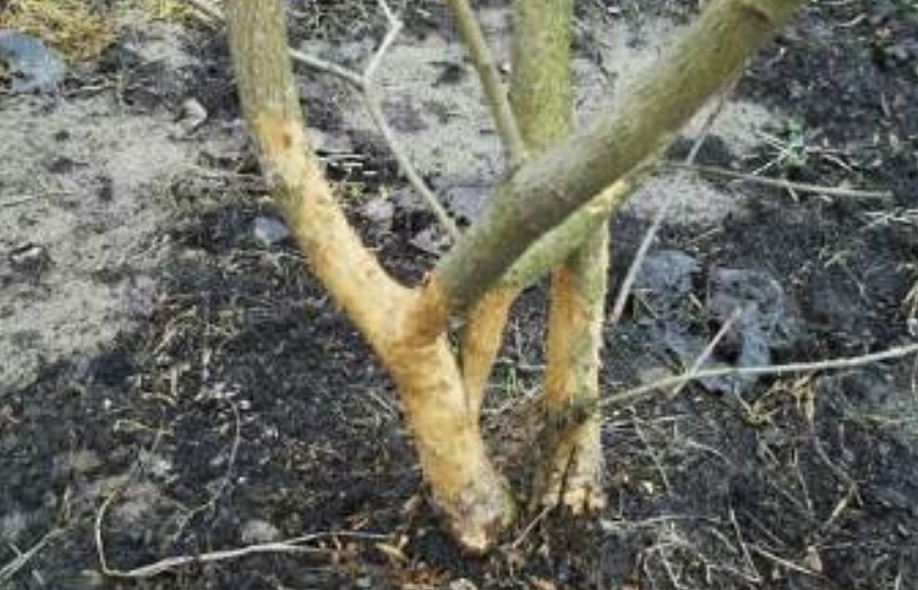 Спасаем яблоню после зимы: что делать, если грызуны повредили кору