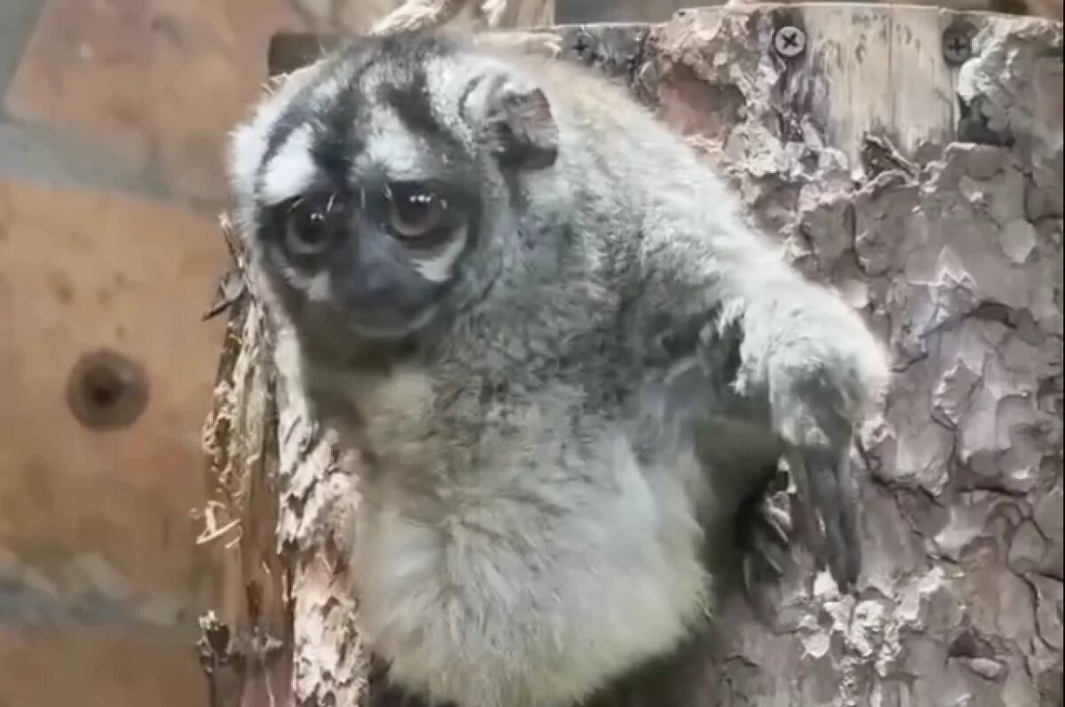    Обезьяна-долгожитель Инок отметил 32-летие в Ленинградском зоопарке