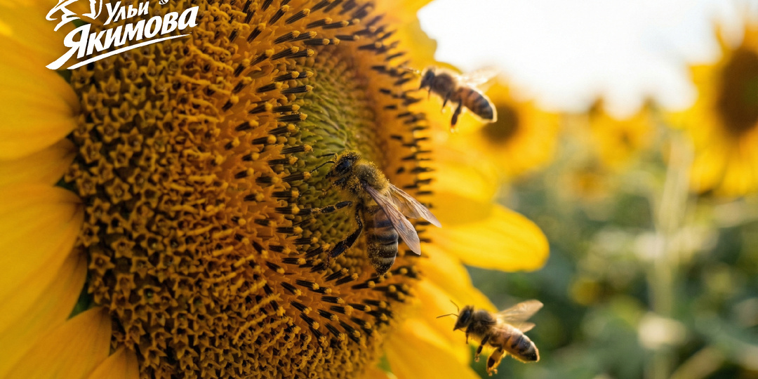 Гранты для пчеловодов в России — кто реально получит деньги