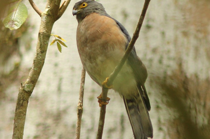 Топ-7 маленьких ястребов в мире: список с названиями и фото