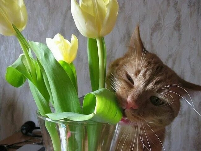 Фото Яндекс Картинки