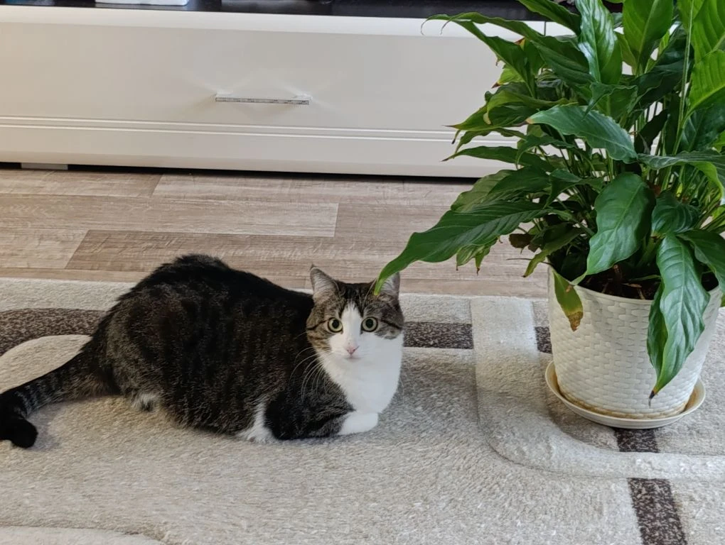 Ловите большой и тёплый привет от нашей выпускницы — кошечки Мяты!