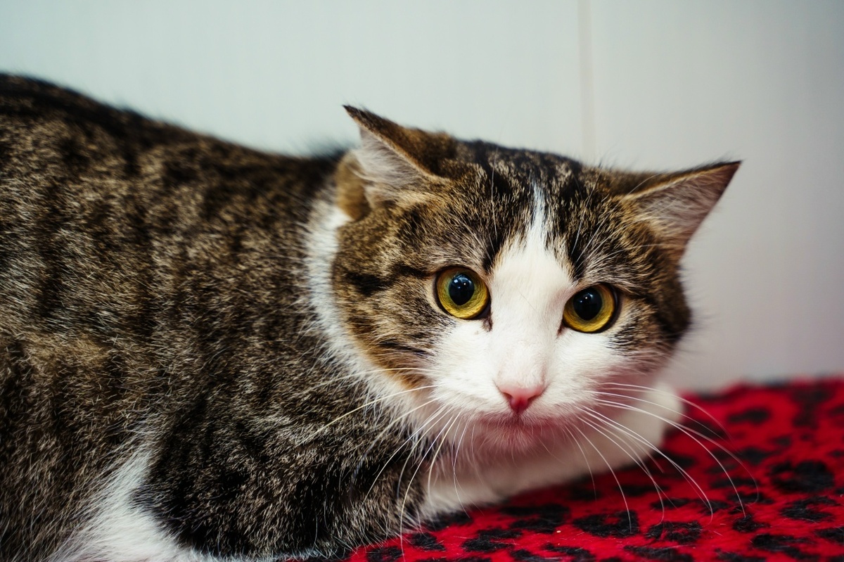 В 2023 году судьба приготовила кошечке тяжёлые испытания...