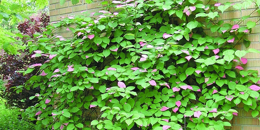 Актинидия в сибирском саду: аргута или коломикта — что выбрать для Омской области