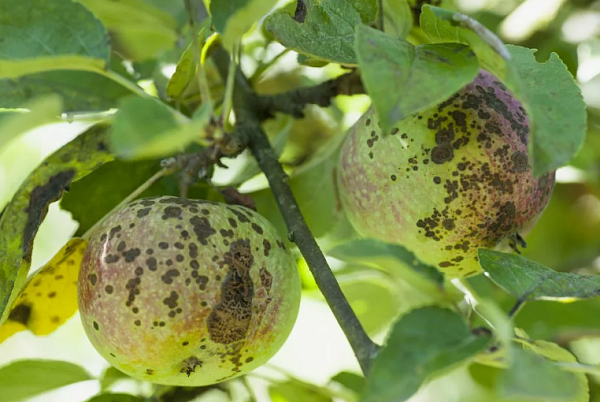Чем заменить Хорус - главная обработка сада, обязательная для всех