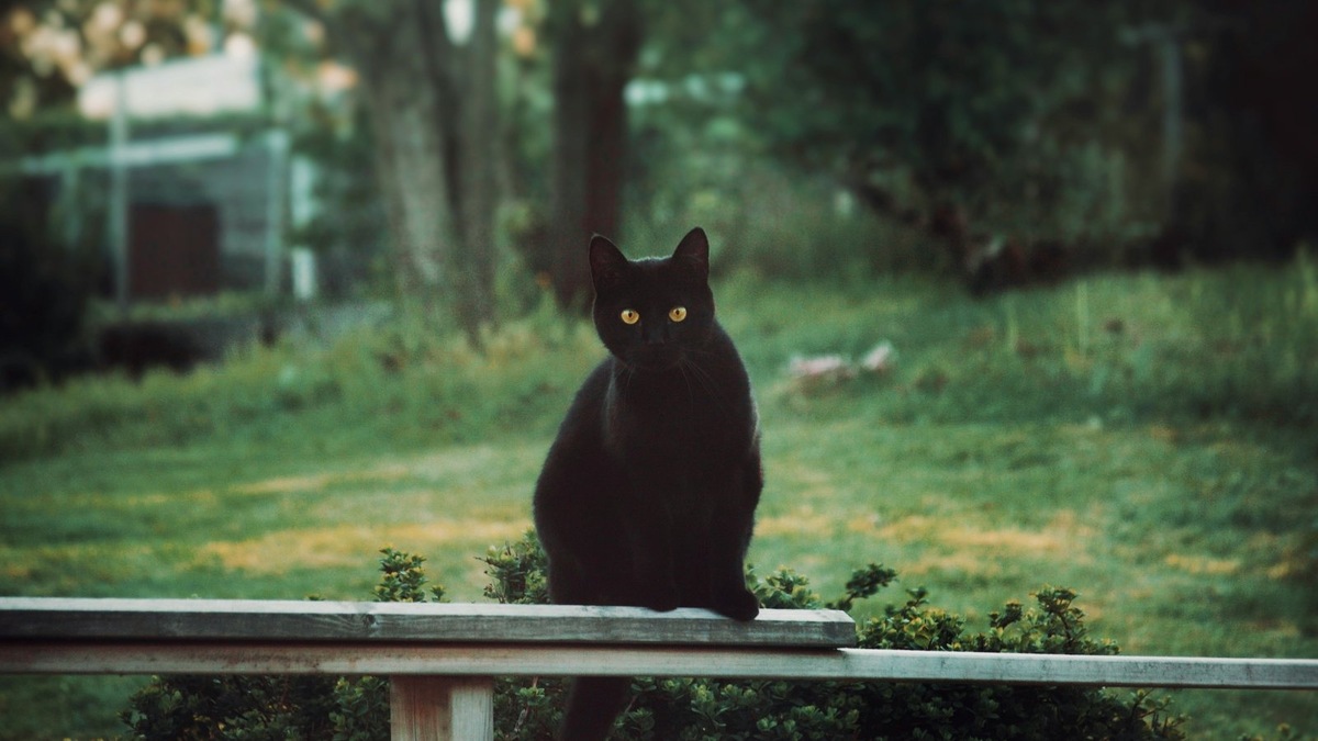    Черная кошка — частый кандидат на нестандартную кличку вроде Бегемот или Тьма