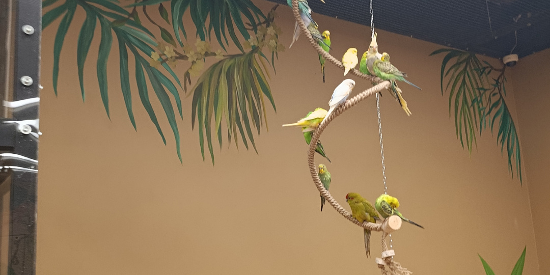 10 смертельных опасностей в вашей квартире: от чего нужно срочно спрятать волнистого попугая