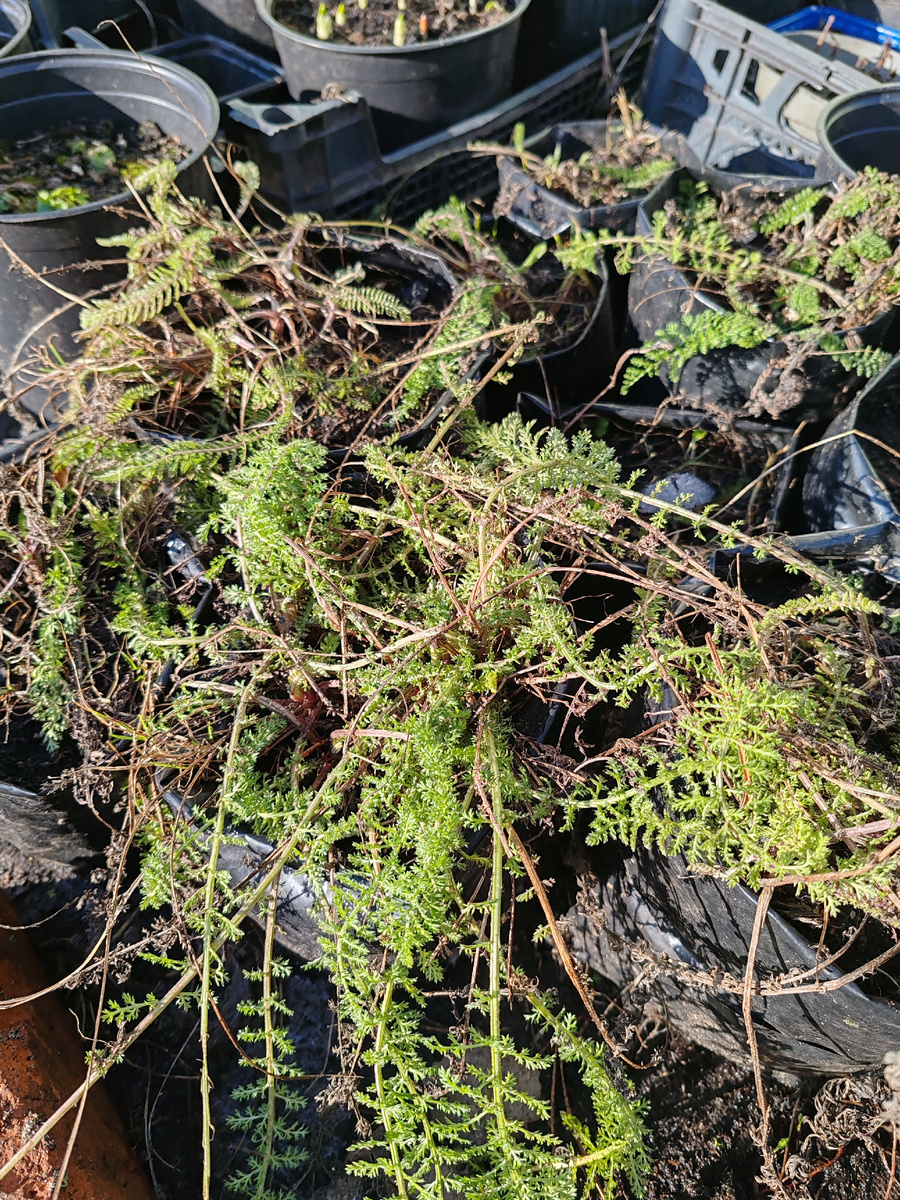 Душистый тысячелистник