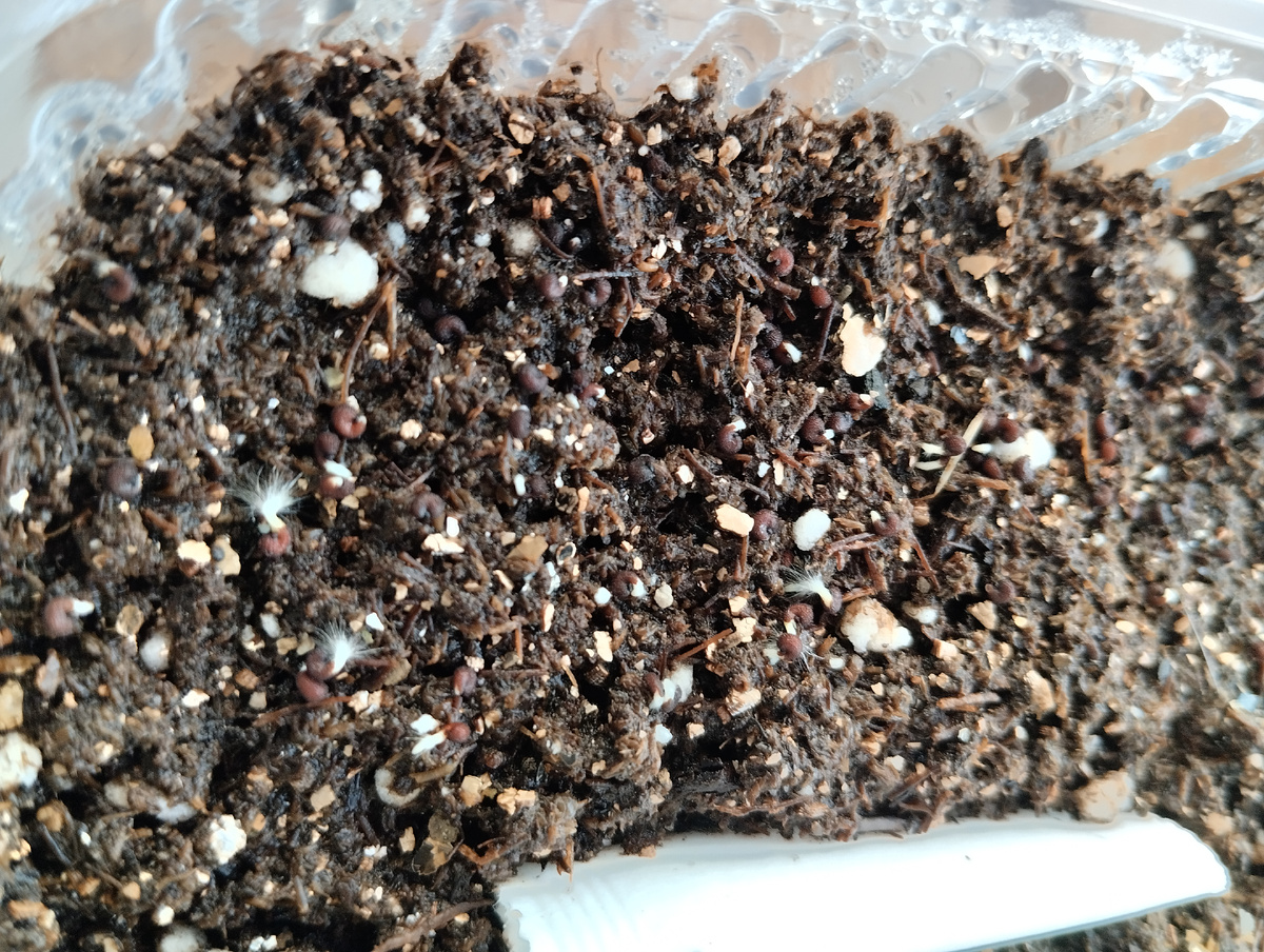 Всходы лихниса Аркрайта