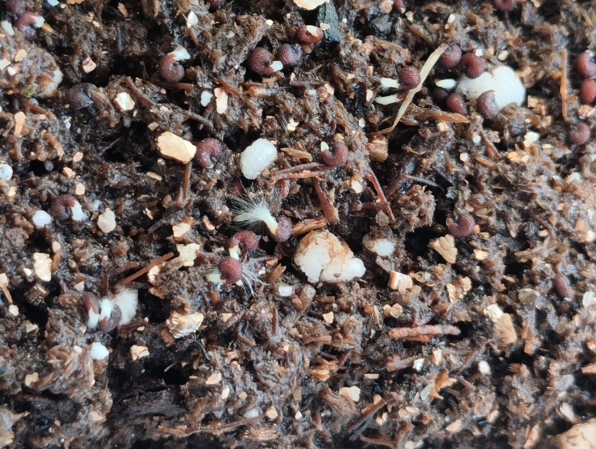 Всходы лихниса халцедонского