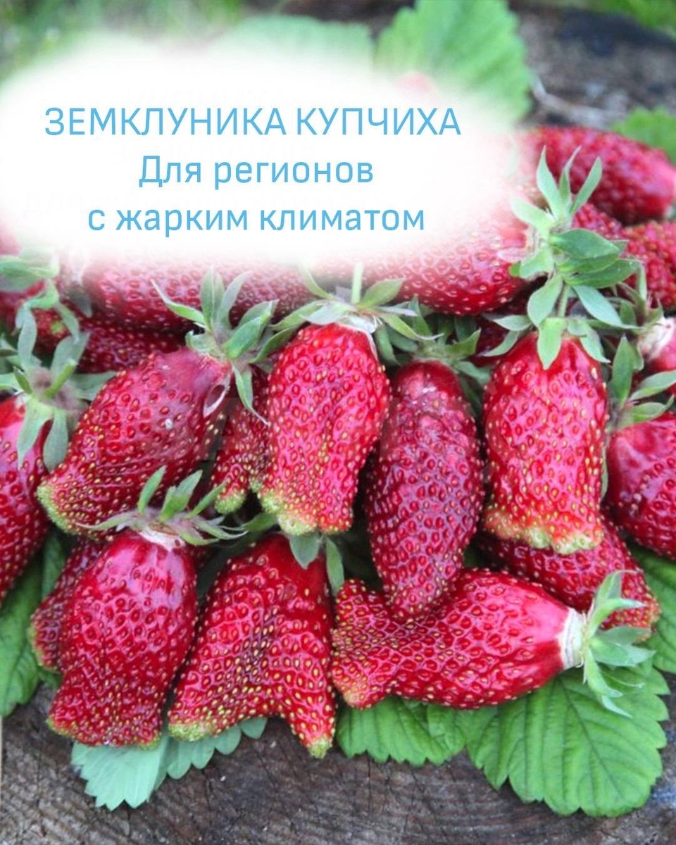Земклубника Купчиха