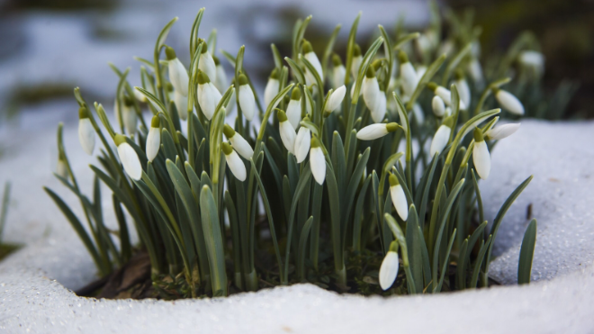 Фото: https://ru.freepik.com/free-photo/cute-white-snowdrop-flowers-snowy-ground-start-spring_10376205.htm#