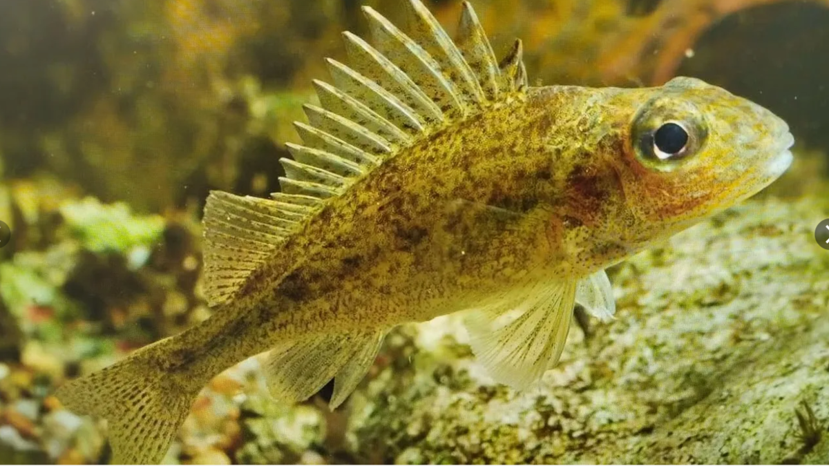 (фото из открытых источников)