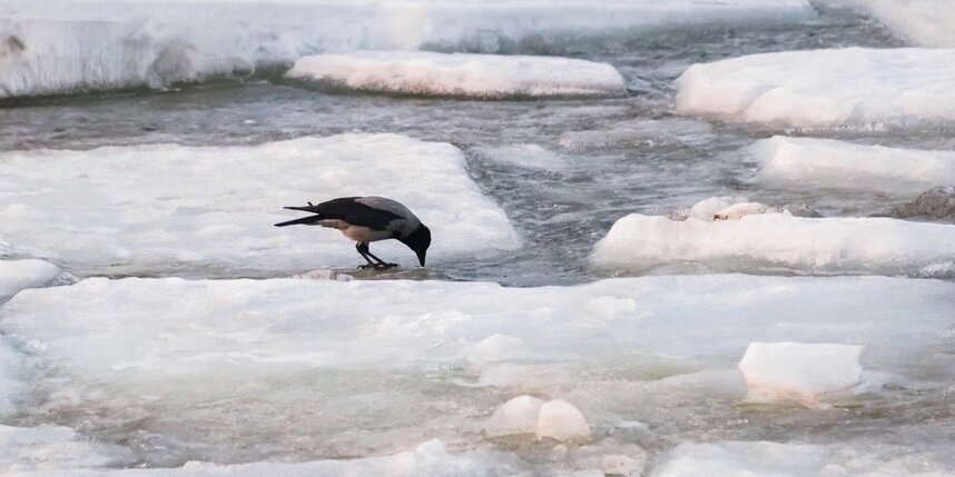    Алёна Бобрович