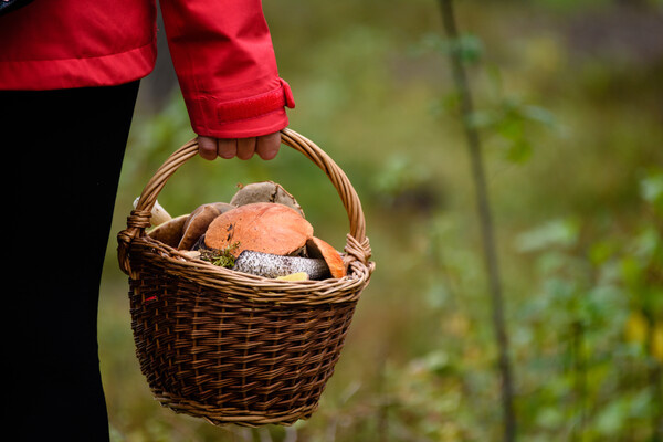 Martins Vanags/Shutterstock/FOTODOM   📷