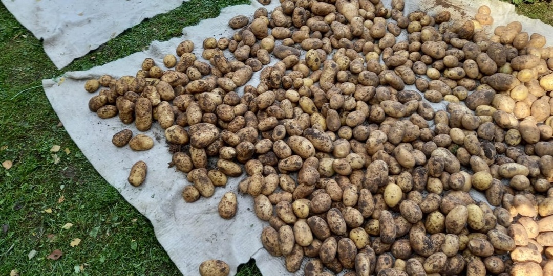 3 ошибки при посадке картофеля, которые я совершал 10 лет