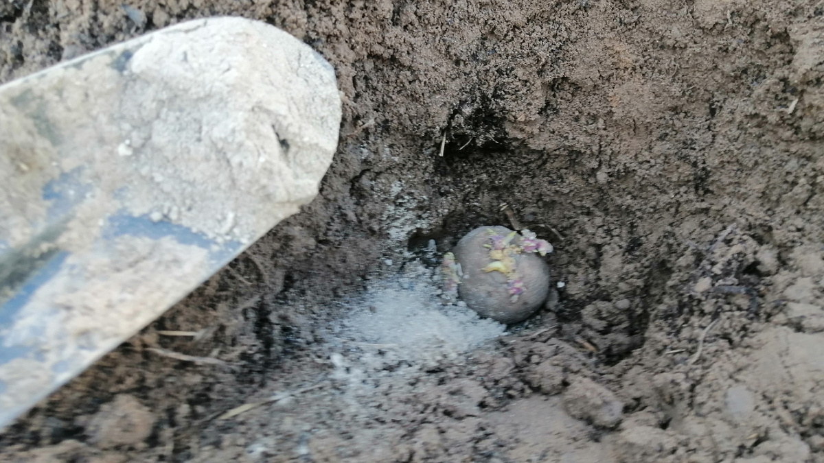 Вот что кладу в лунку — и больше ничего лишнего