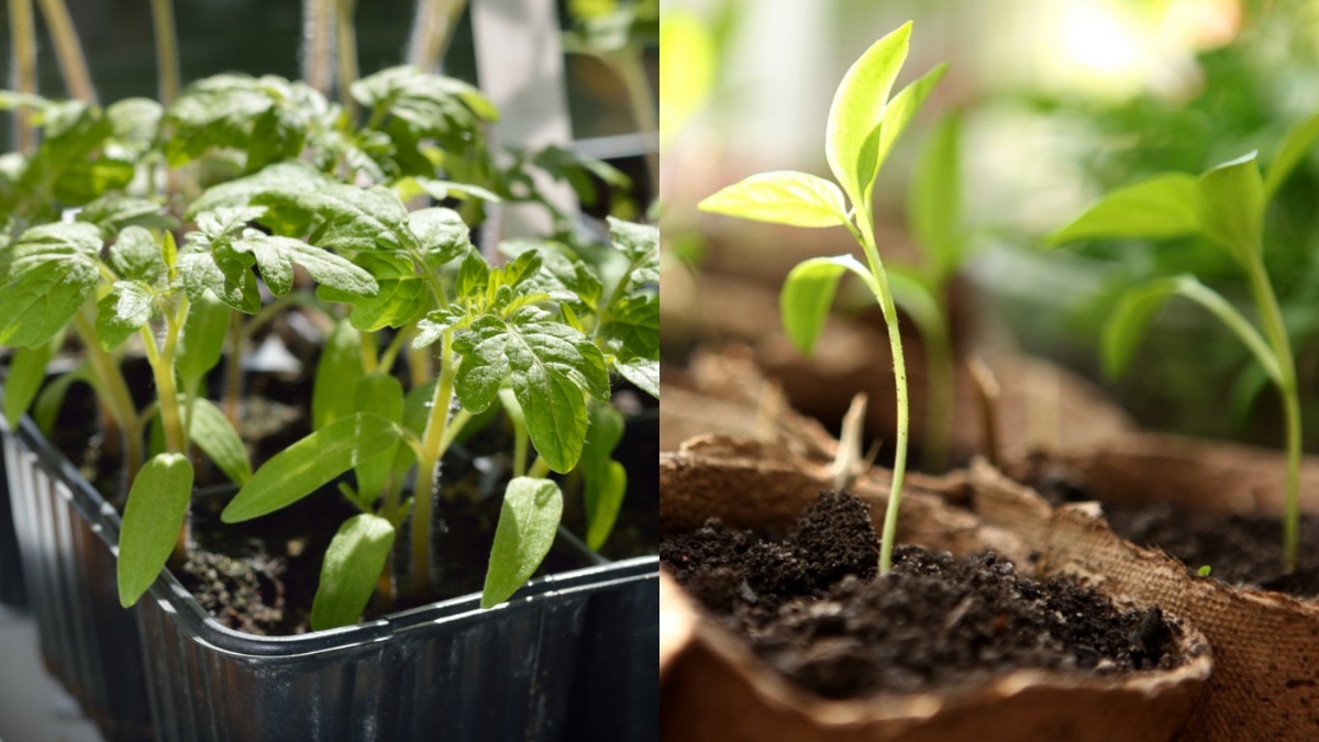 Одни условия, одни сроки посева — а результат разный. Почему?