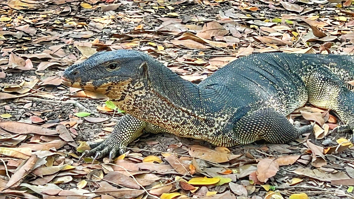 Парк Люмпини. Бангкок. Фото автора