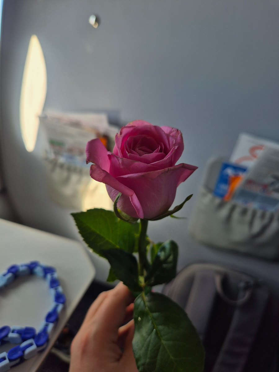 Роза была концом стебля помещена в капсулу с водой