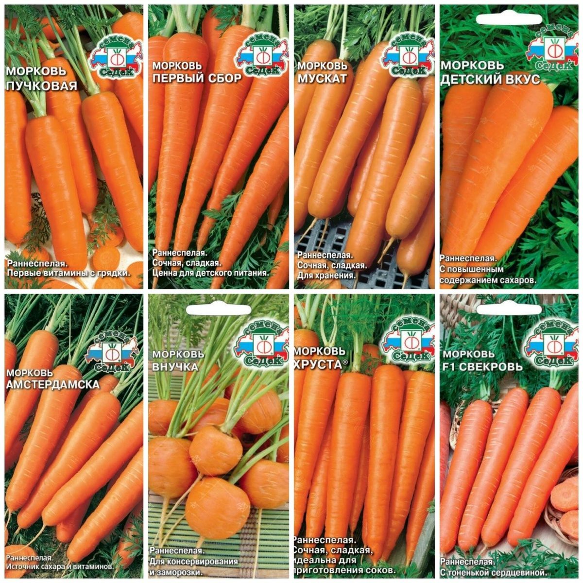 Получить хрустящую сочную морковь с собственной грядки на 2–4 недели раньше обычного срока — задача вполне выполнимая. Главное — не опоздать со сроками и правильно подготовиться к раннему посеву. В этой статье мы рассмотрим ключевые преимущества такого подхода и оптимальные временные промежутки для получения самой ранней продукции.

Преимущества раннего посева

Ранневесенний посев моркови имеет ряд неоспоримых плюсов, которые ценят как фермеры, так и дачники.