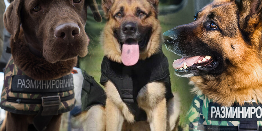 Вооружение и оснащение военных собак используемых во время боевых действий