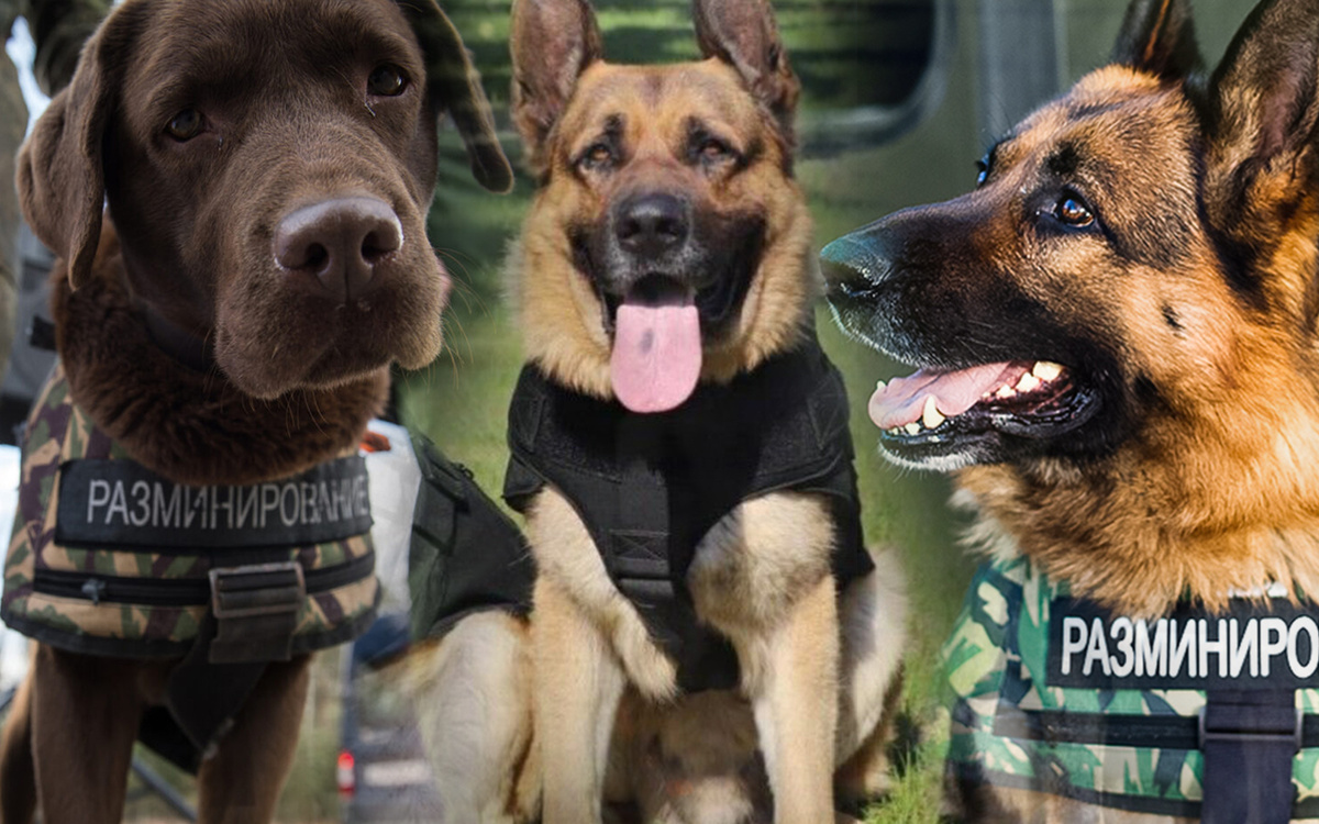 Собоки на службе