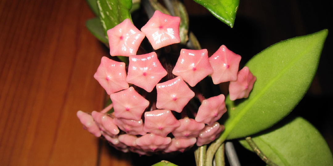 Комнатные растения садовода в марте