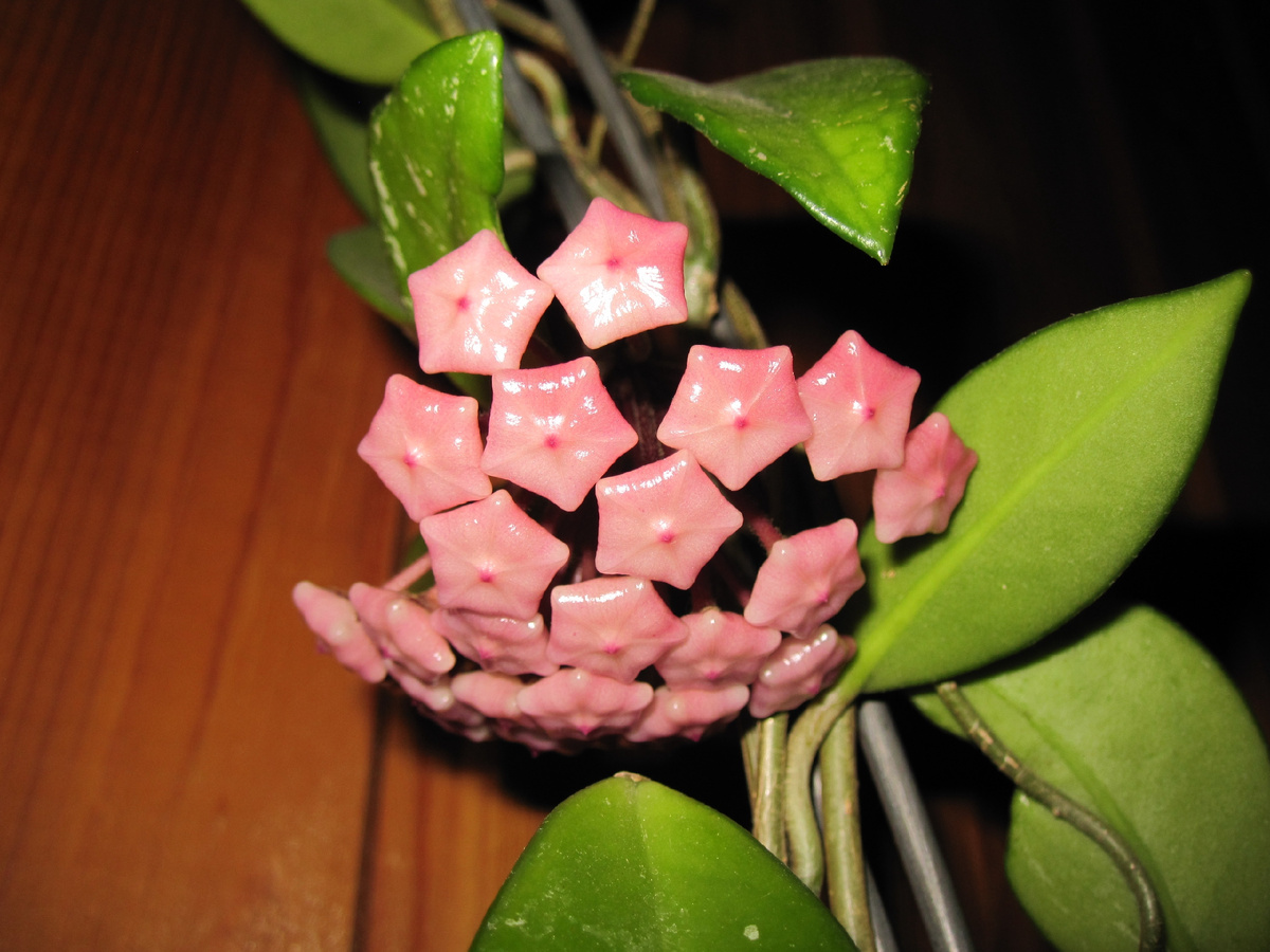 Хойя карноза цветёт на нашей даче. Фото автора @Маша Генералова