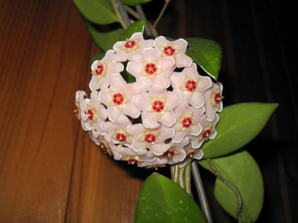 Хойя карноза цветёт на нашей даче. Фото автора @Маша Генералова