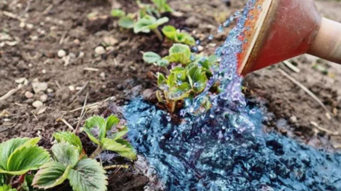 Полив в день скашивания — не опция, а обязательный шаг. Без него восстановление затянется