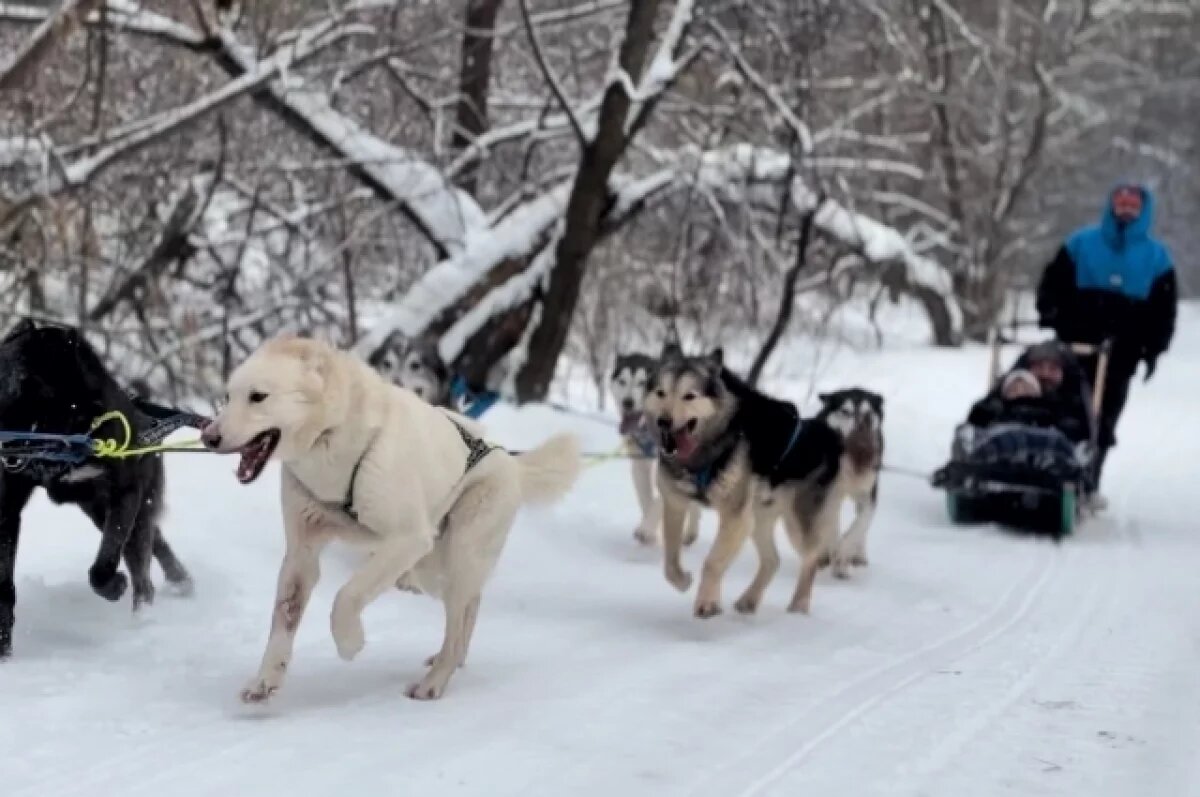    Одиннадцать собачьих сил.