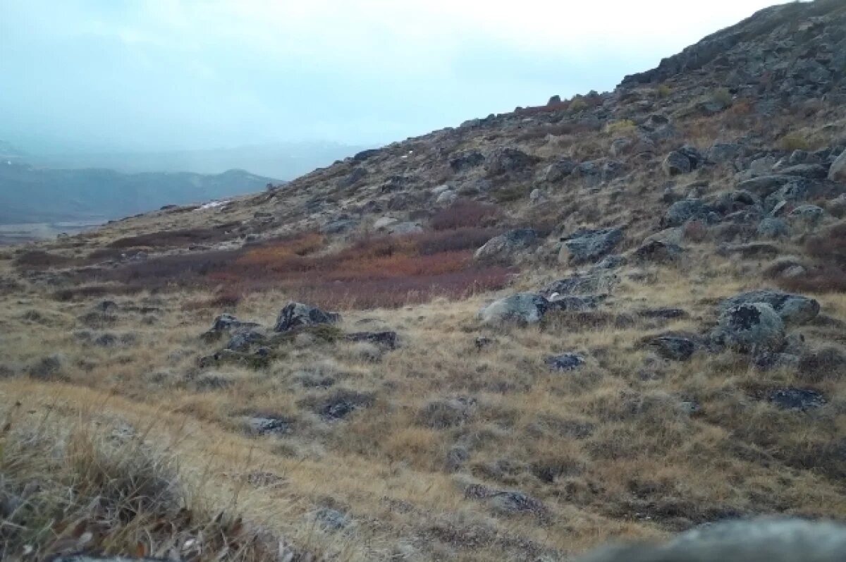    Найди барса.