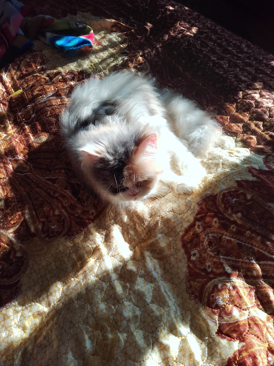 Кошка балдеет на солнышке