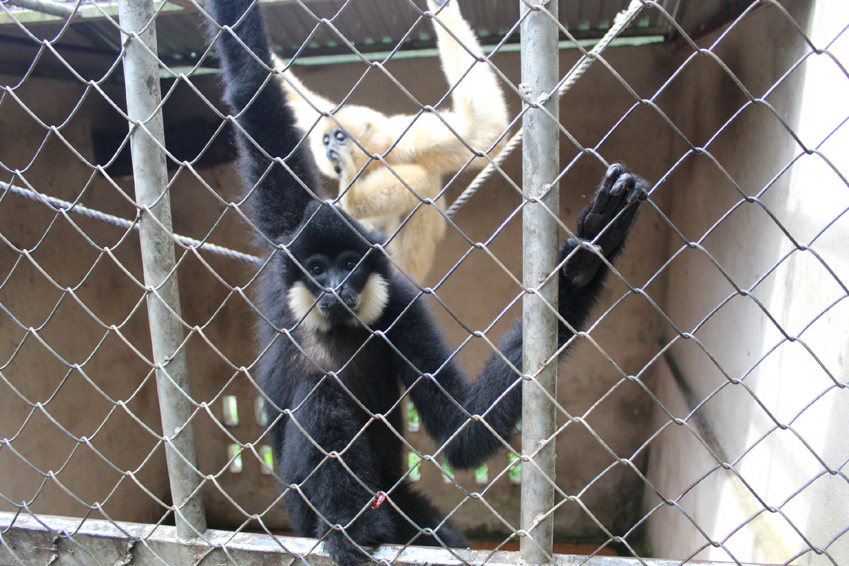 Вьетнамские обезьяны