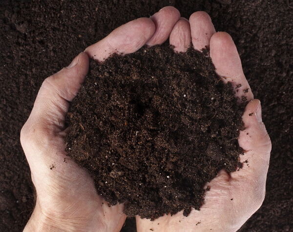 «Живая земля» для вашего сада: Почему биогумус — это секрет богатого урожая