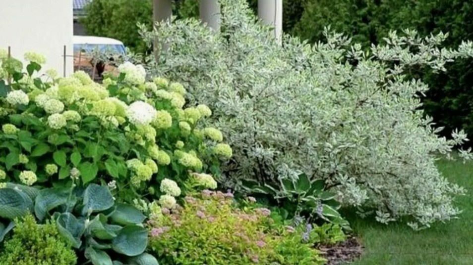 Популярные кустарники — и такие разные характеры