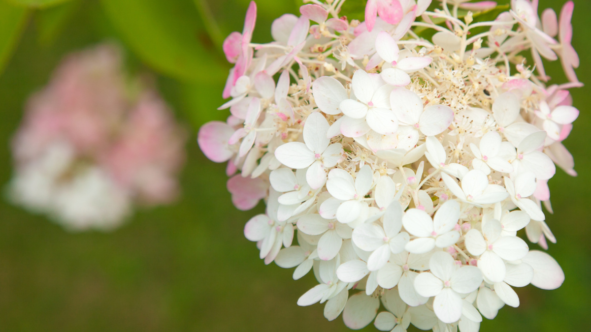 Метельчатая гортензия зацветает в середине июля 