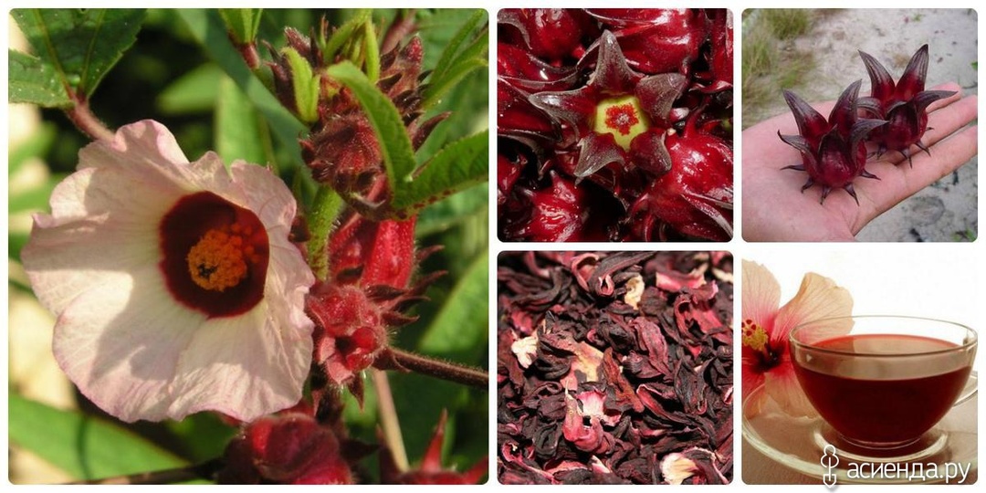 Каркаде.Вкус и польза "суданской розы".